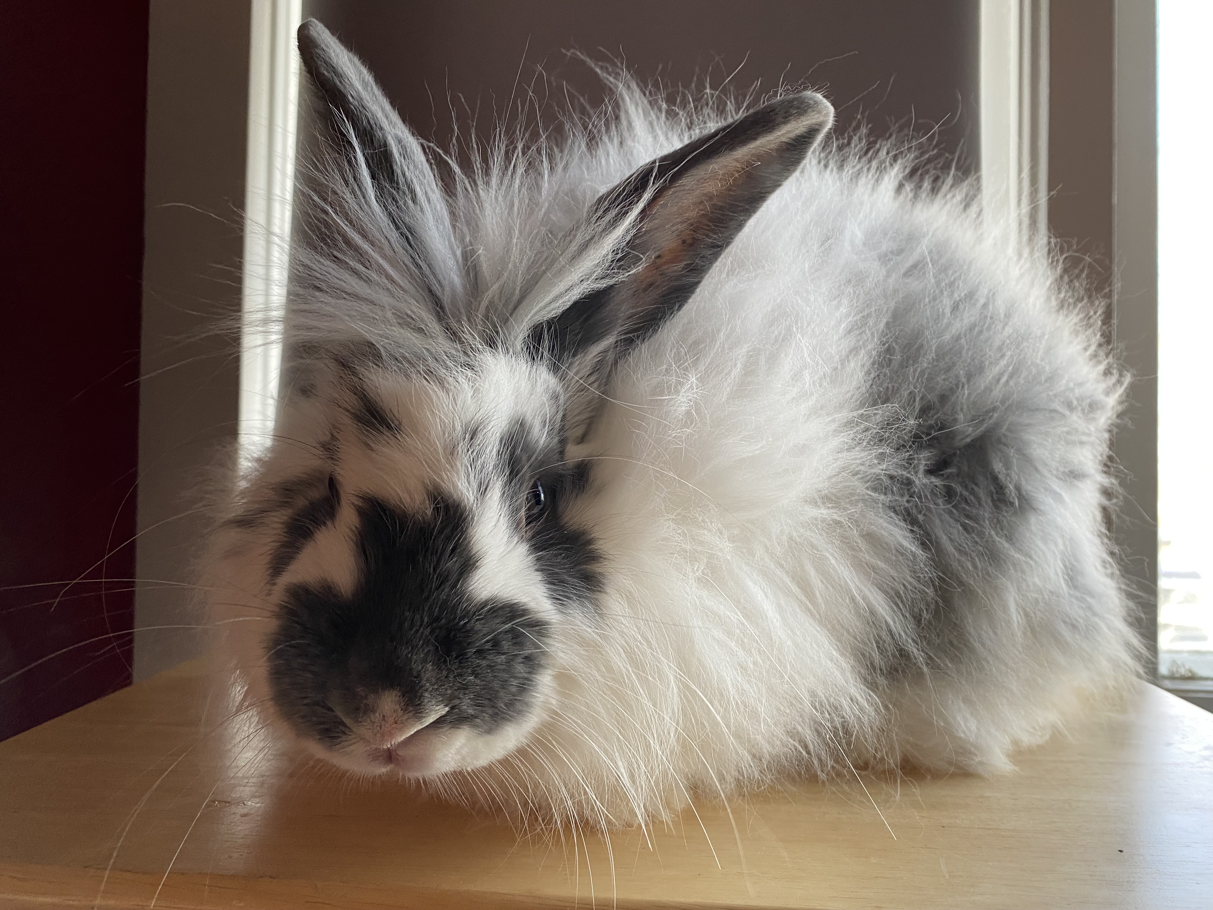 Rabbit