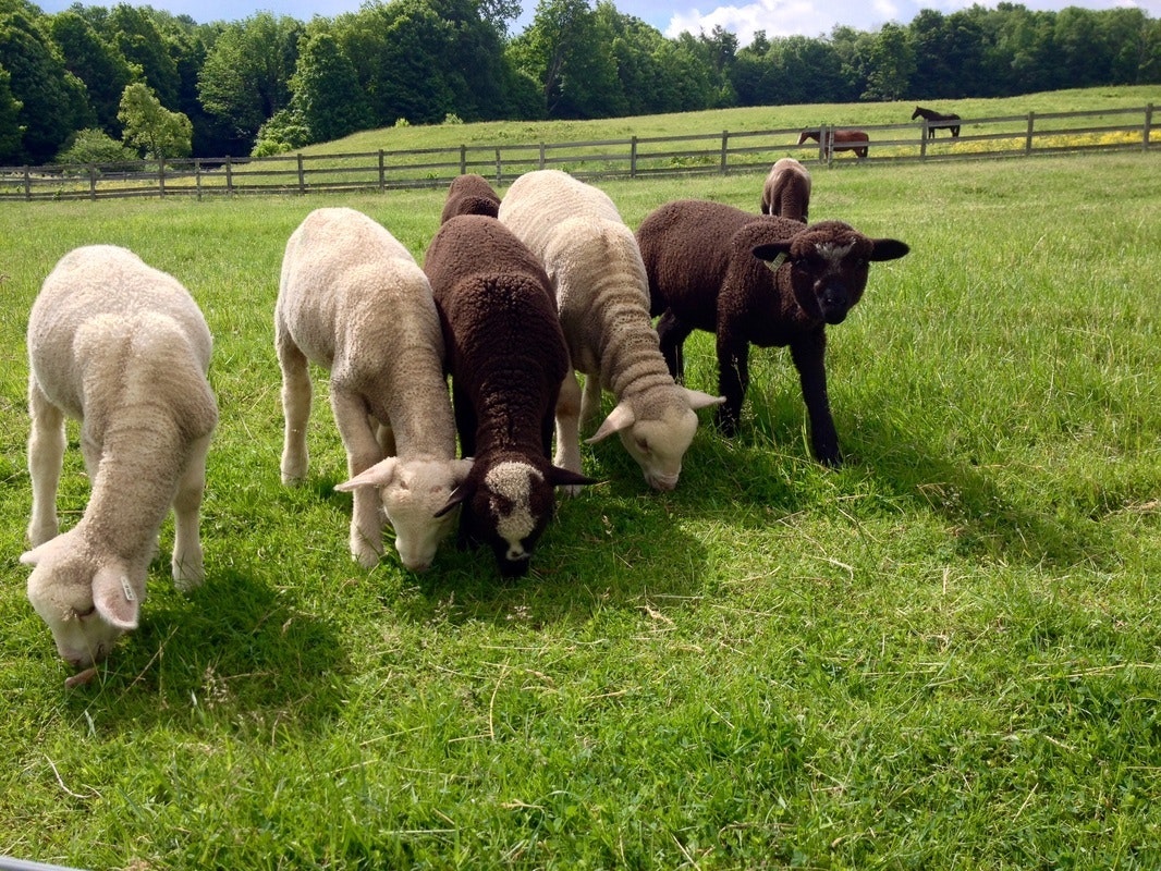 Fox and Hound Colored Merino Lambs