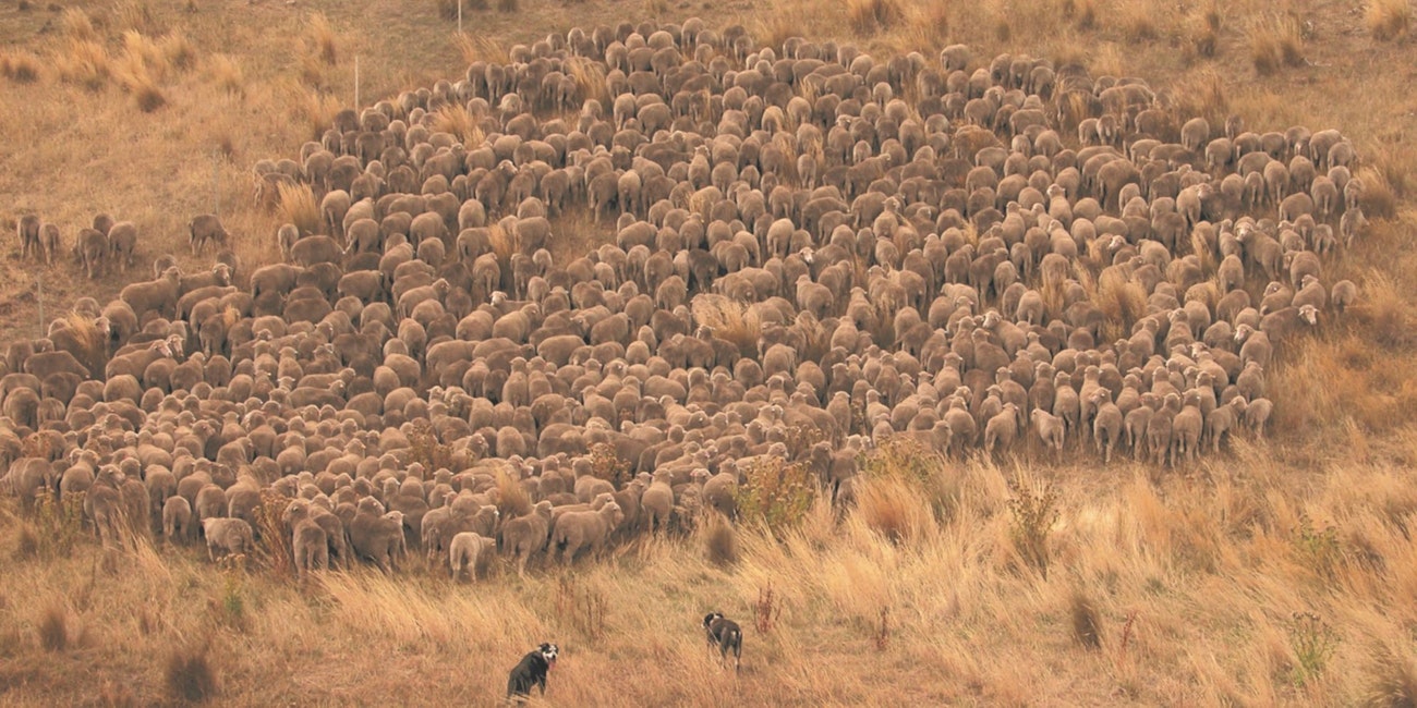 Sheep Herding in Australia
