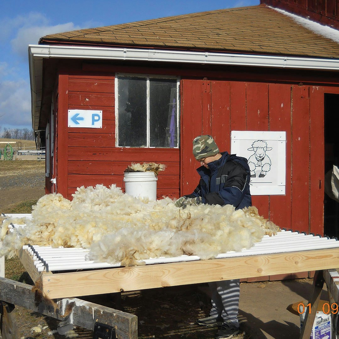 Tim Schnee skirting a Coopworth fleece at Owens Farm before taking it home.