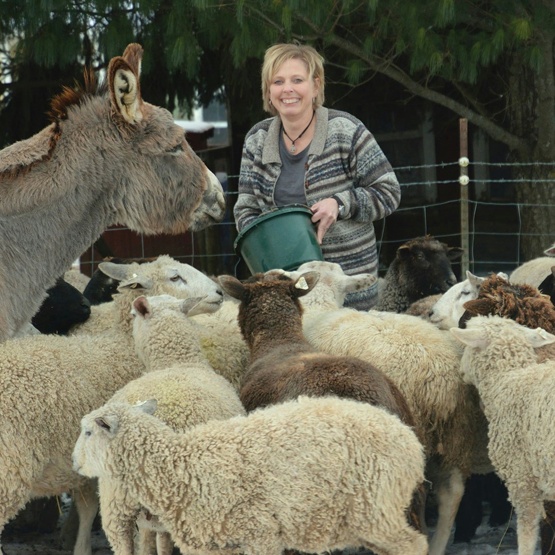 Clementine the donkey and the sheep all come running when Windridge Fiber Farm owner Tami Bowser has a bucket of food in her hands.