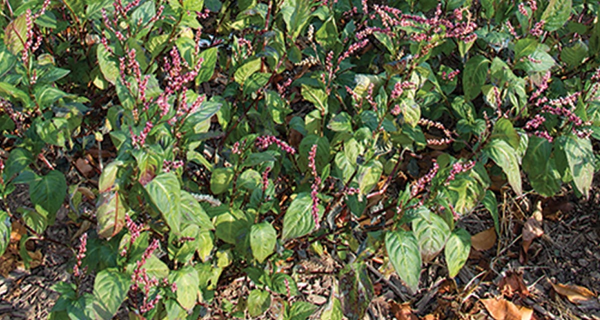 Growing-Indigo-in-Indiana-2