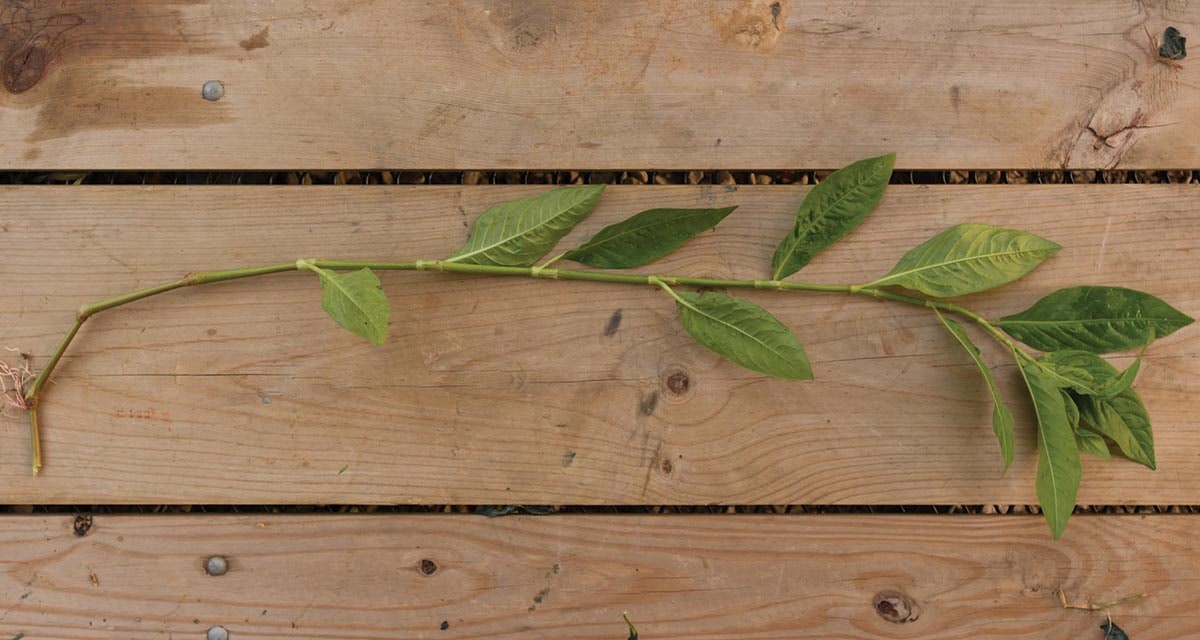 Growing-Indigo-in-Indiana-3