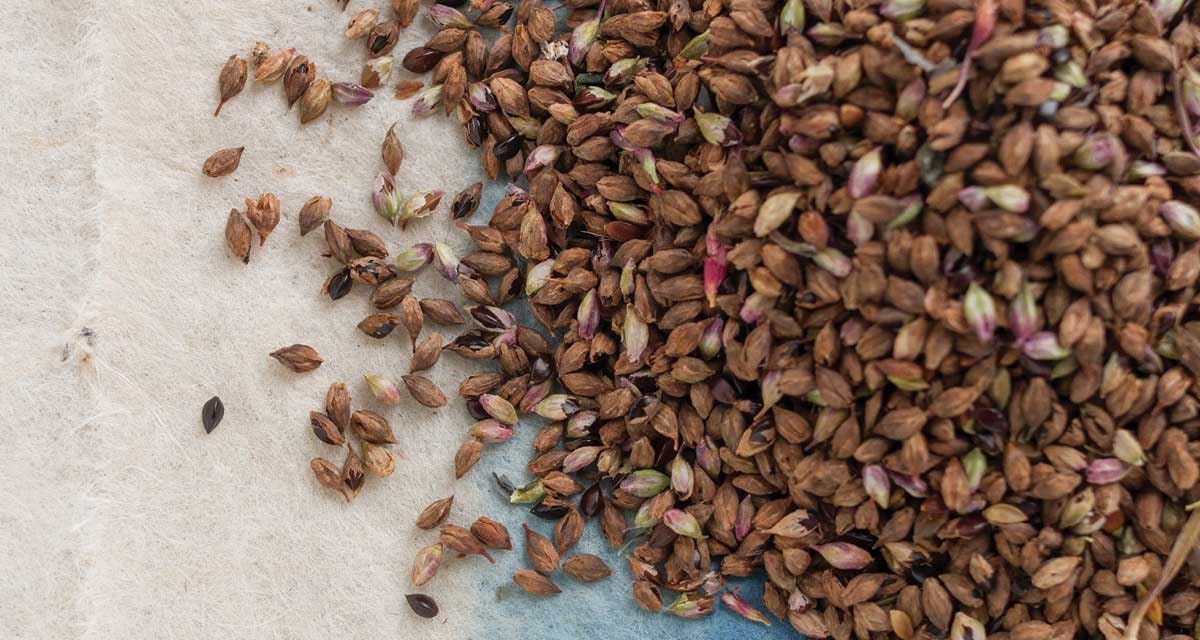 Growing-Indigo-in-Indiana-4