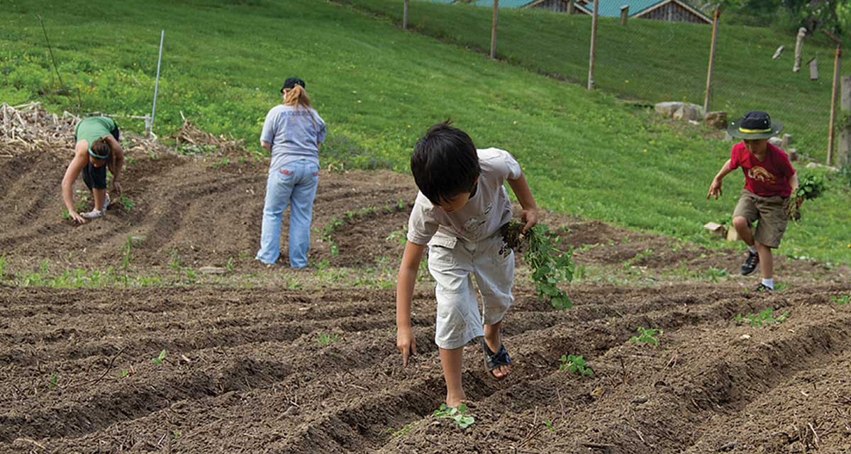 Growing-Indigo-in-Indiana-6