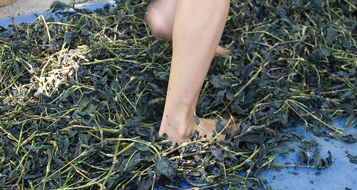 Growing-Indigo-in-Indiana-10