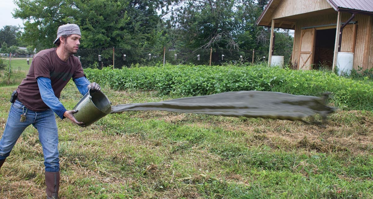 Growing-Indigo-in-Indiana-11