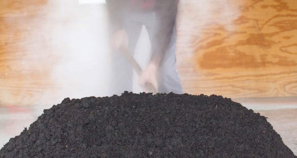 Growing-Indigo-in-Indiana-12