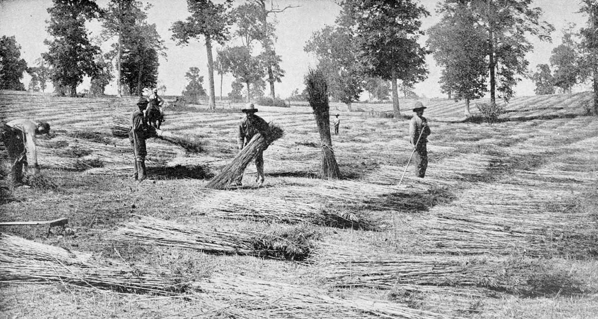 staight-talk-on-hemp-2