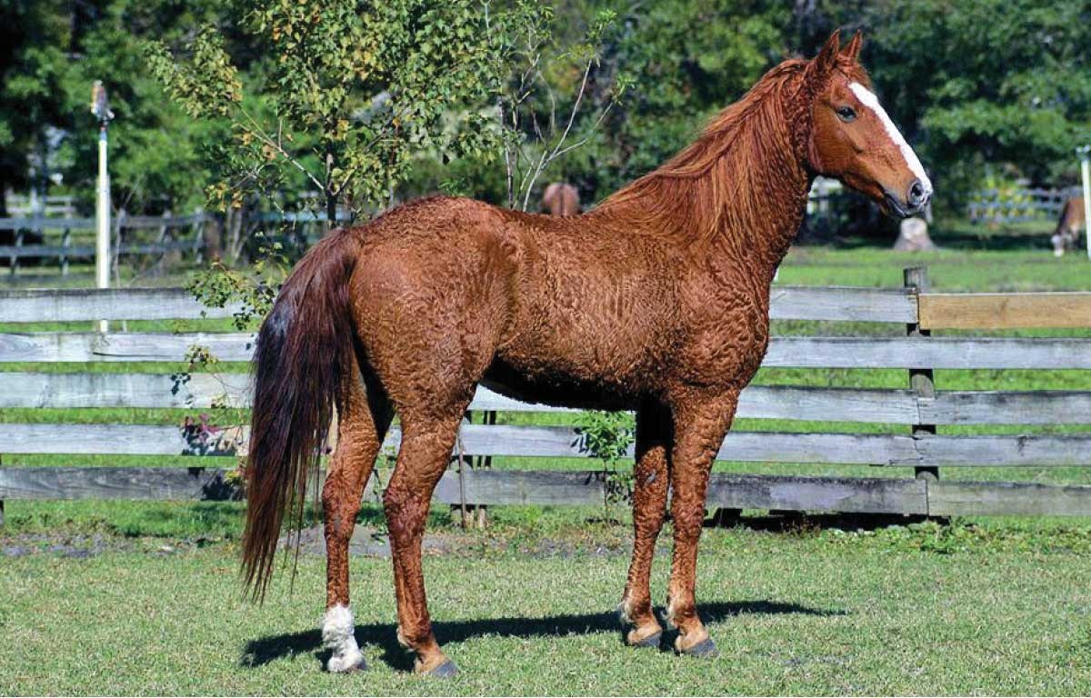 curly-horse-2