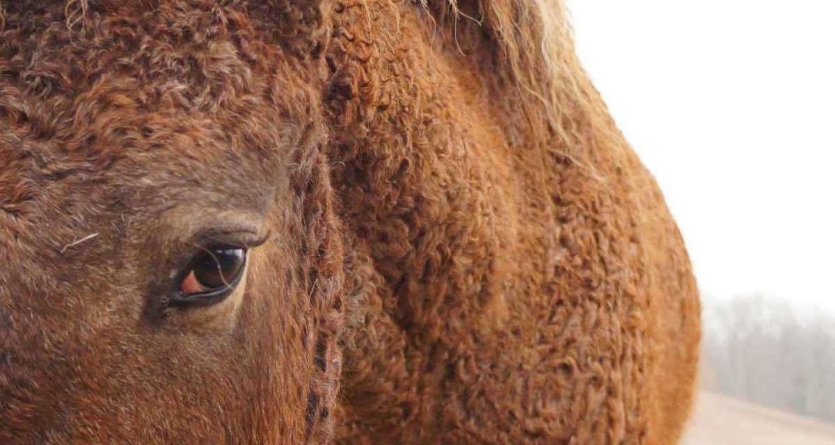 curly-horse-3