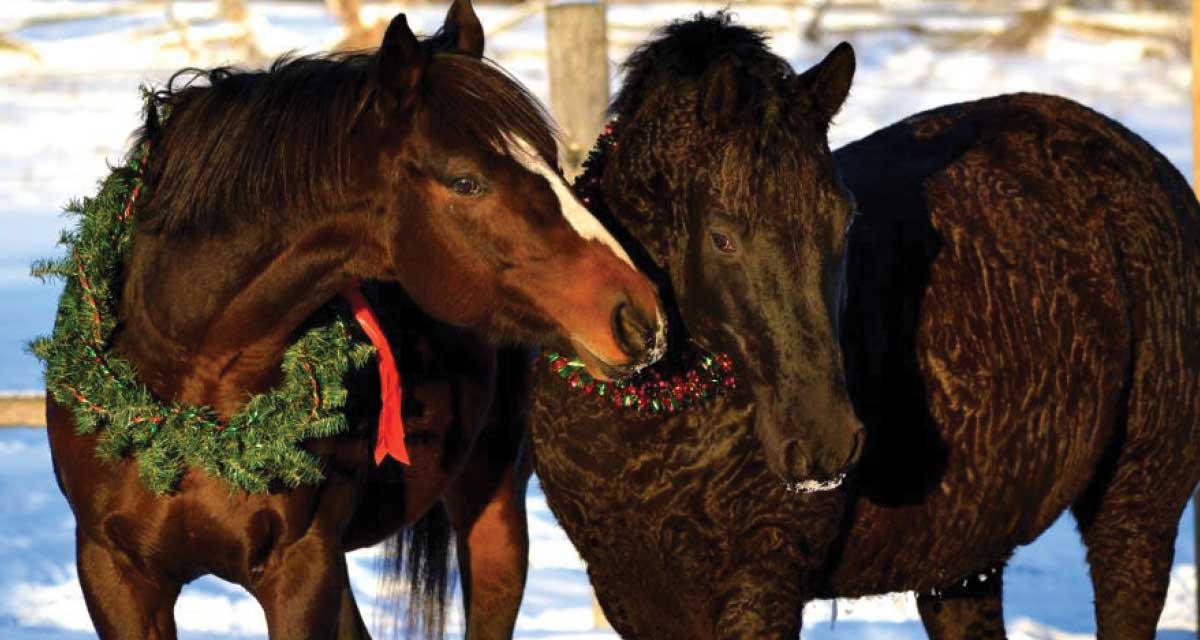curly-horse-4
