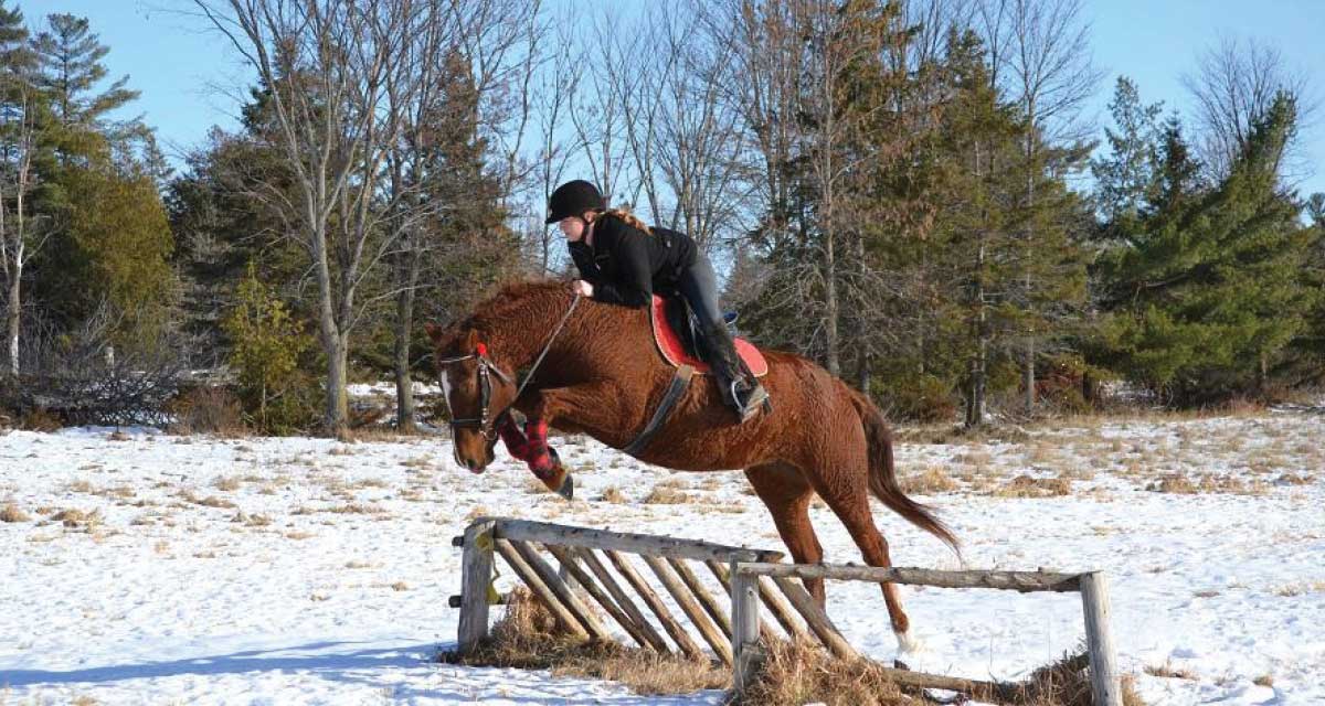 curly-horse-9