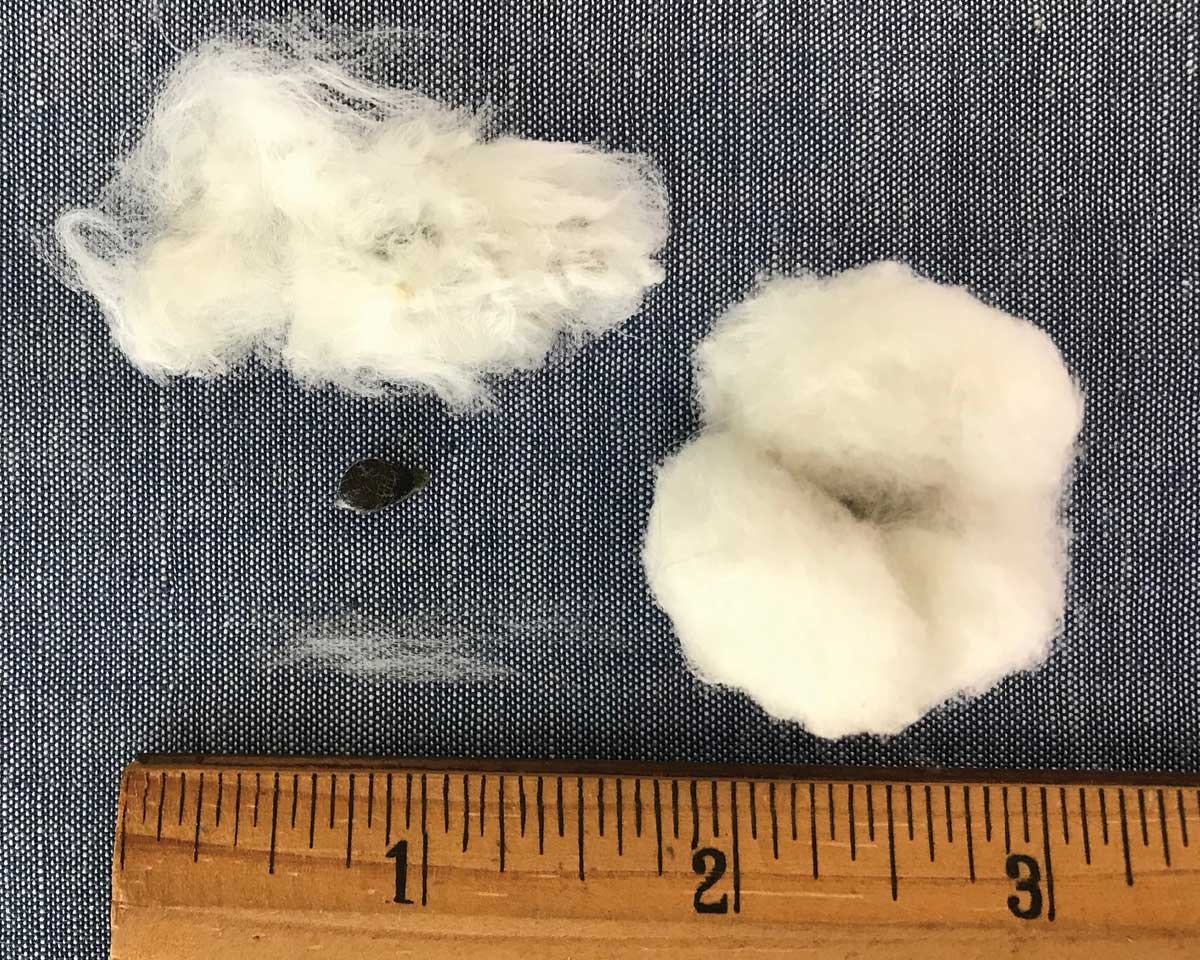 florida-native-cotton-3