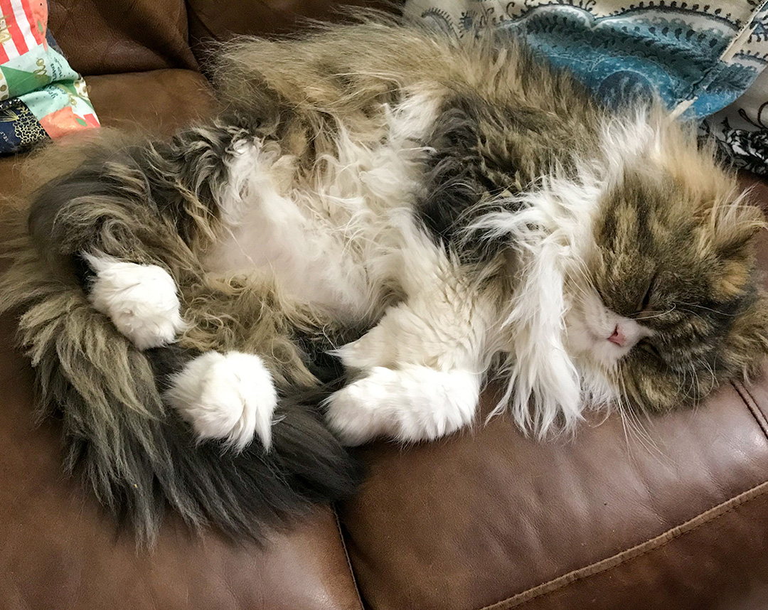 Cat-Nap