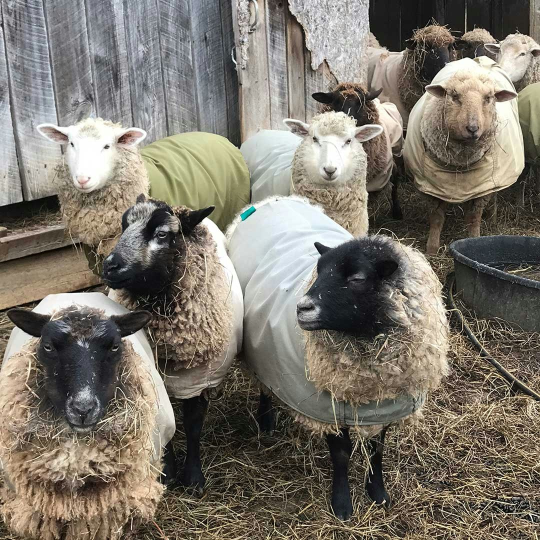 Shetland