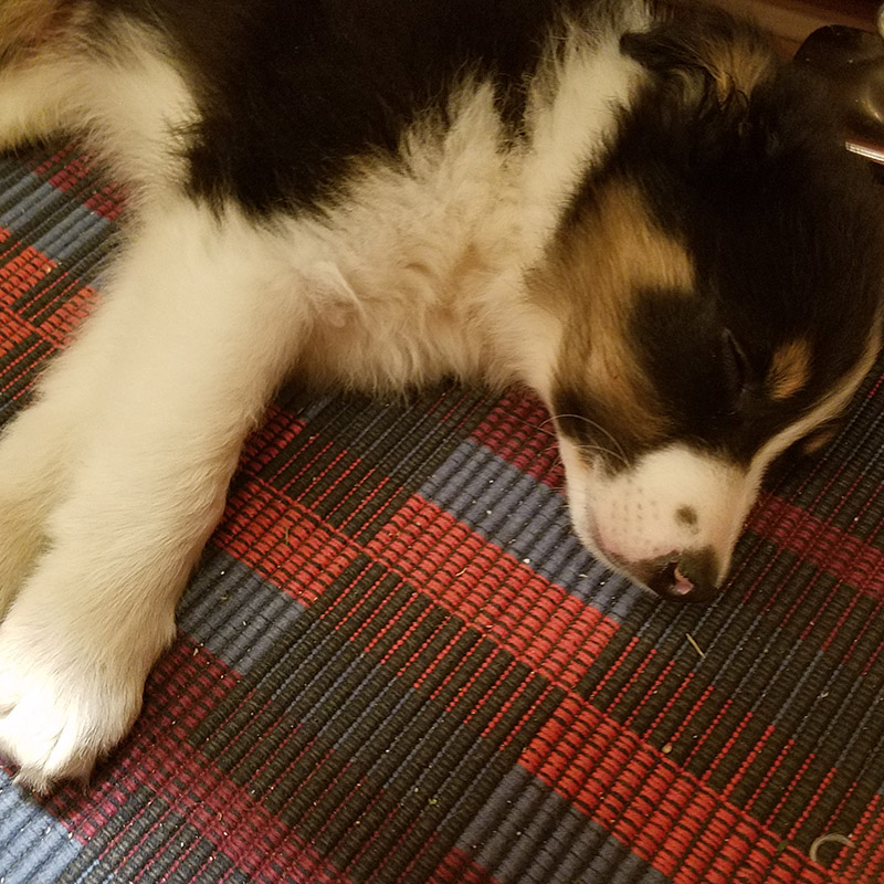 deacon snoozing