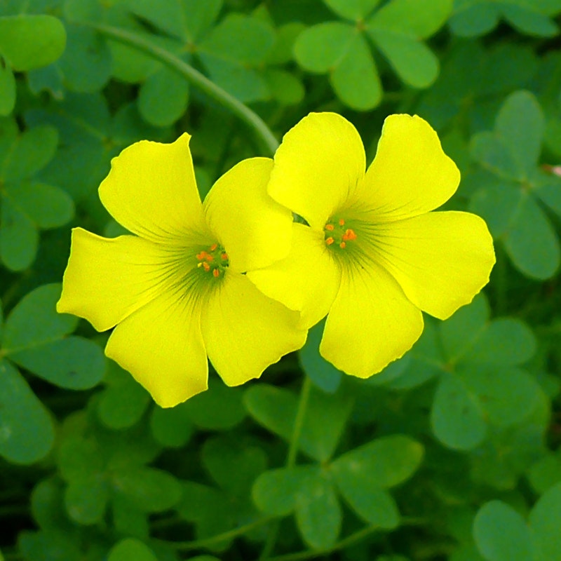 Oxalis Photocredit Zachi-Evenor