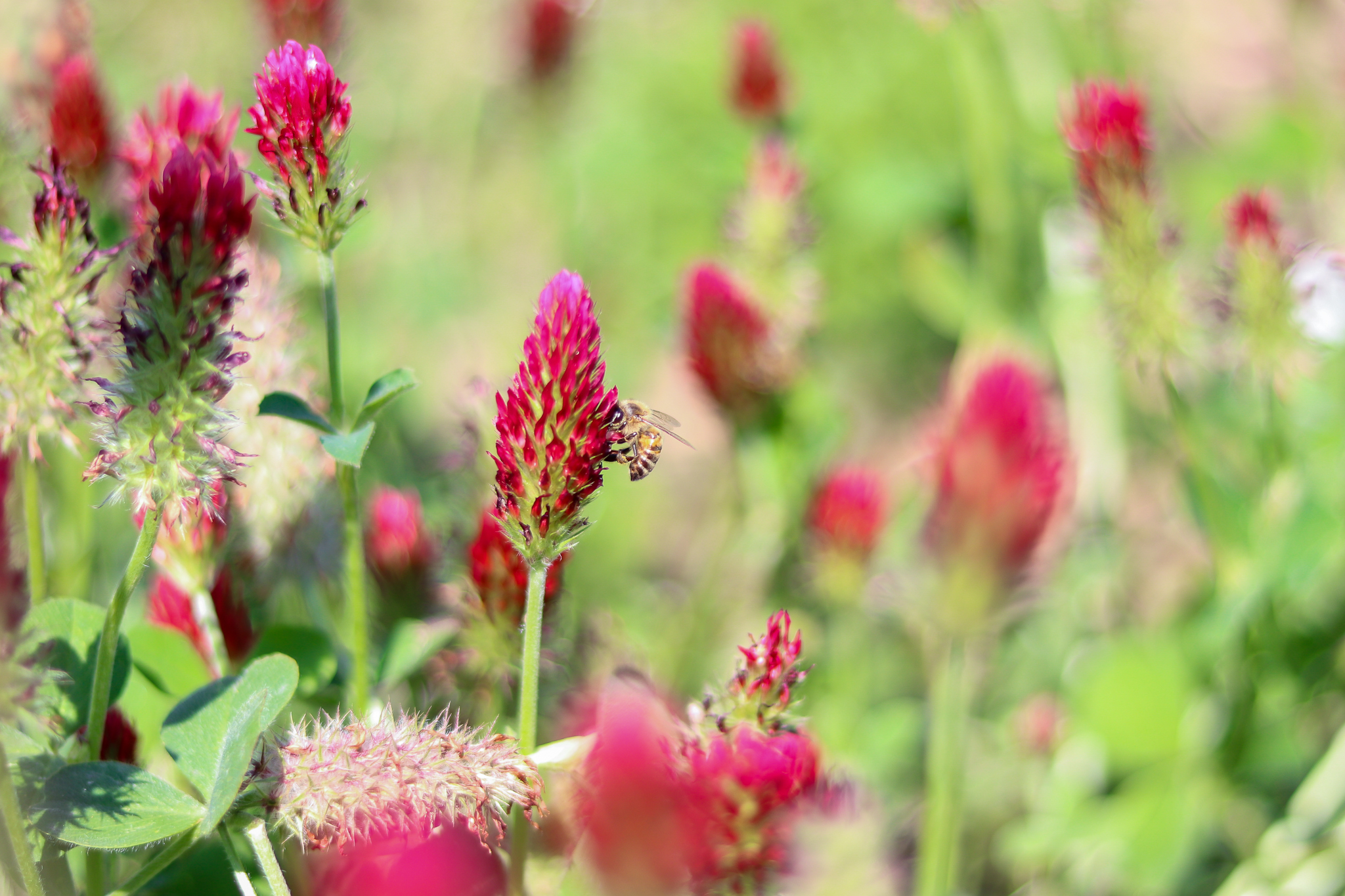 garden-photos may-2019 edit-2048w-9