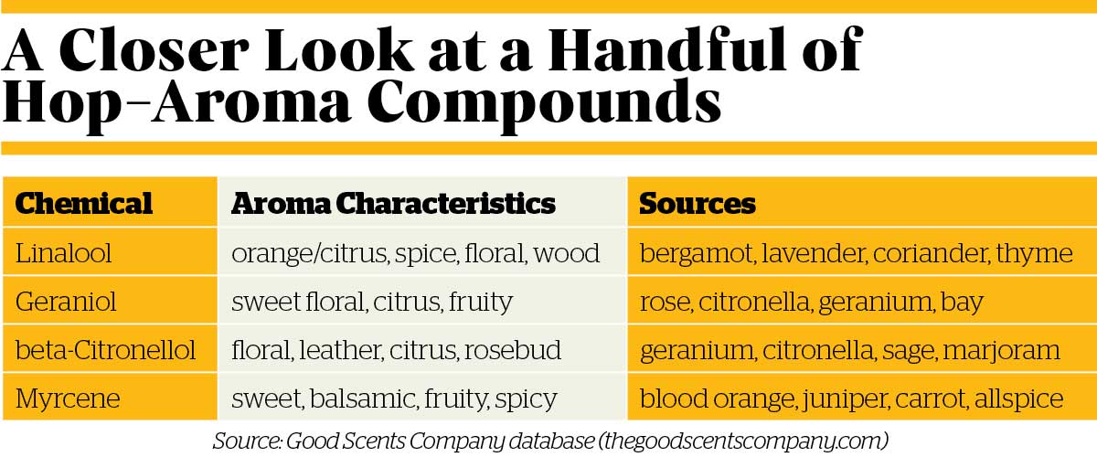 closer-look-at-handful-of-hops-1