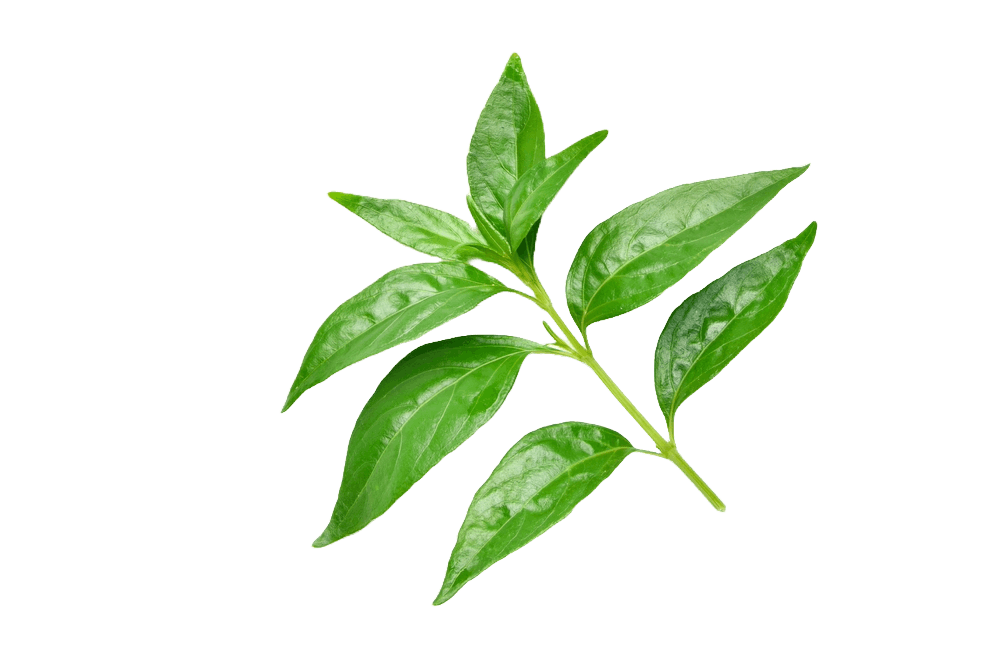 Buy Wellness Products Online - Natural Health Essentials