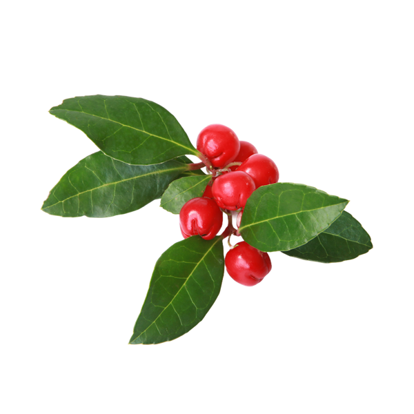 Wintergreen Berry