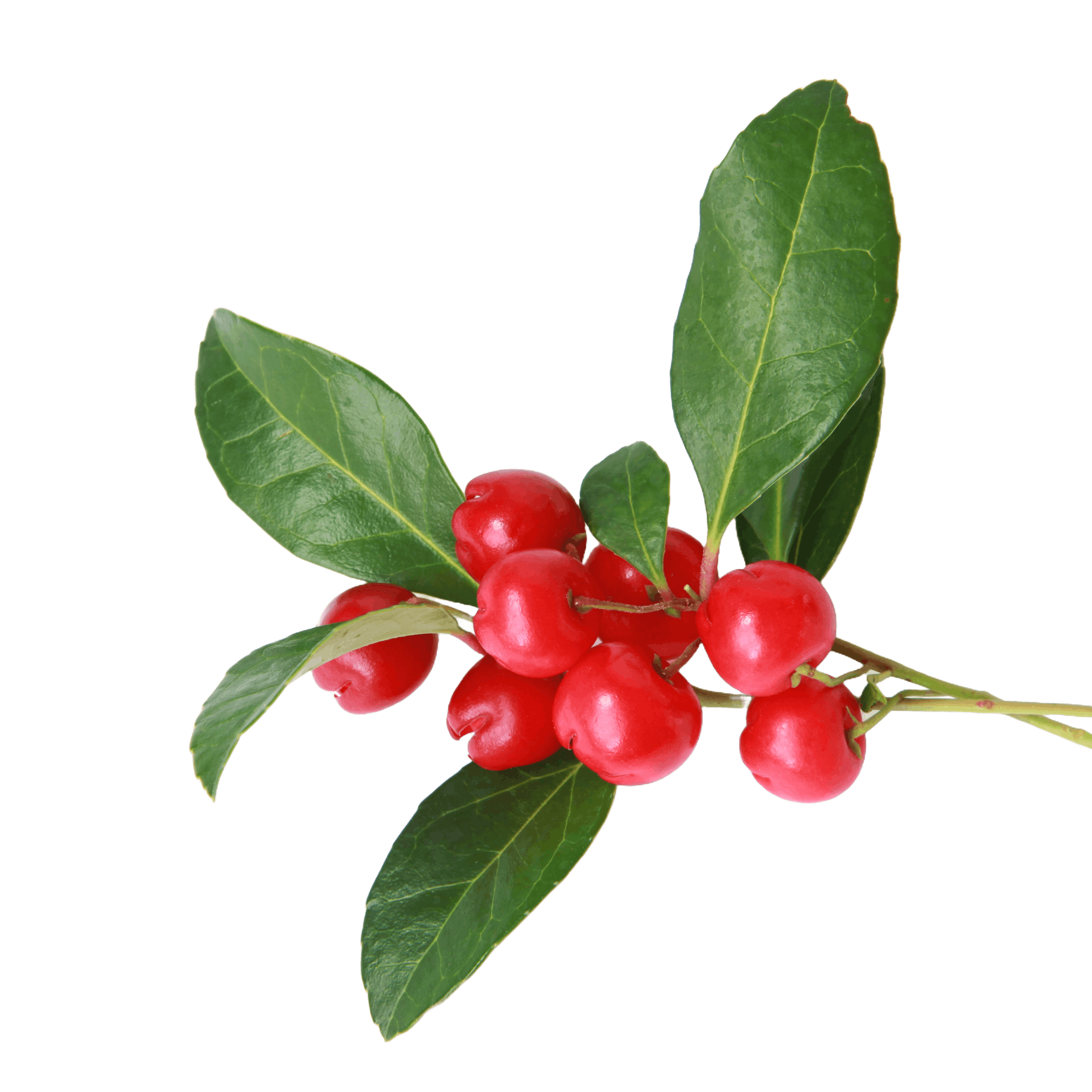 Wintergreen Berry