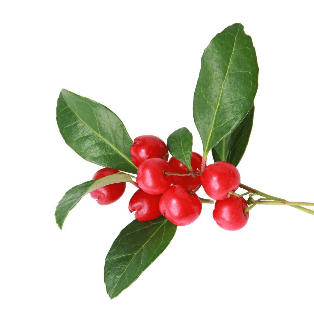 Wintergreen Berry