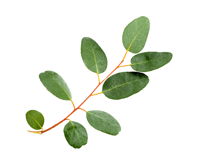 Eucalyptus Globulus essential oil