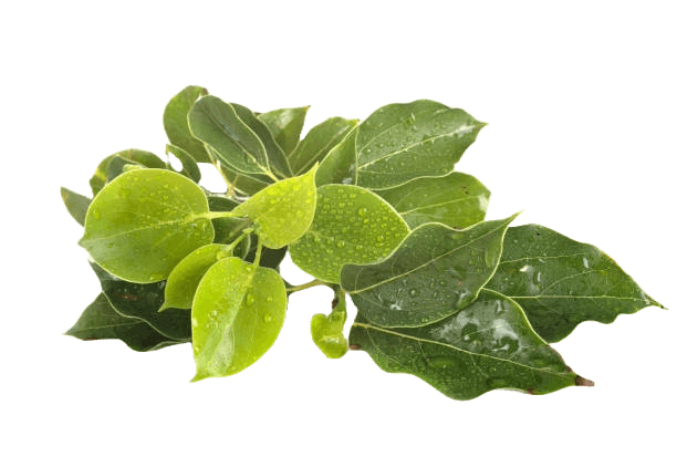 Leaves of Kapoor Bark tree