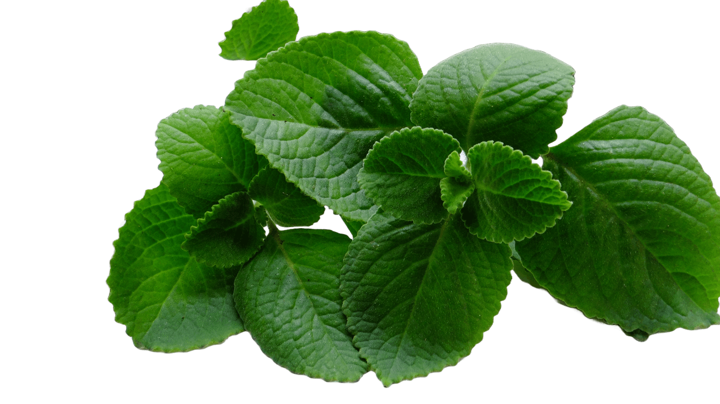 Leaves of Ajwain plant