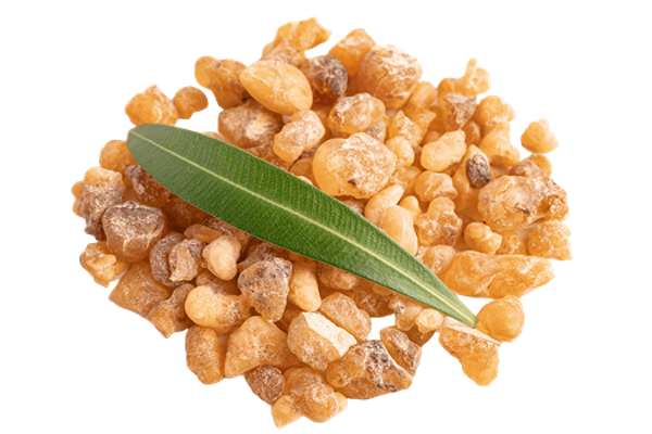 Boswellia serrata