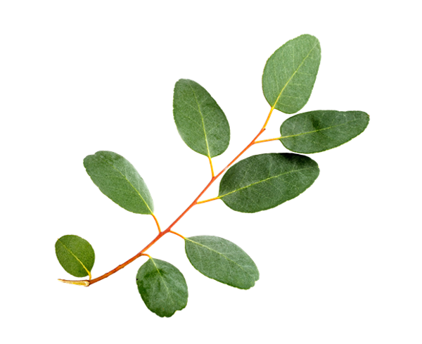 Eucalyptus Globulus essential oil