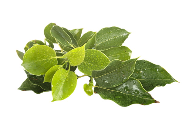 Leaves of Kapoor Bark tree