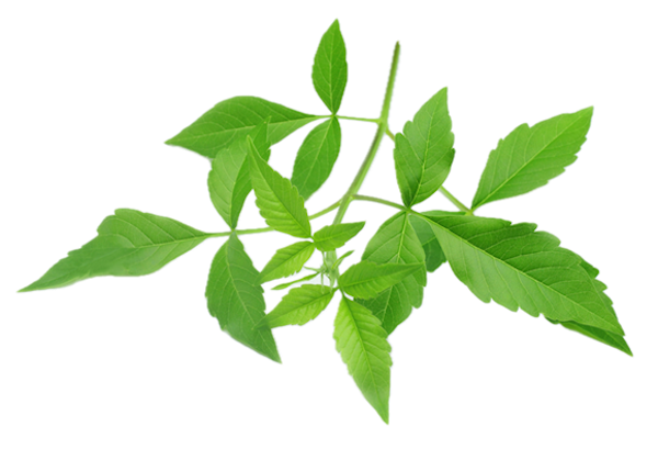 Nirgundi Leaves