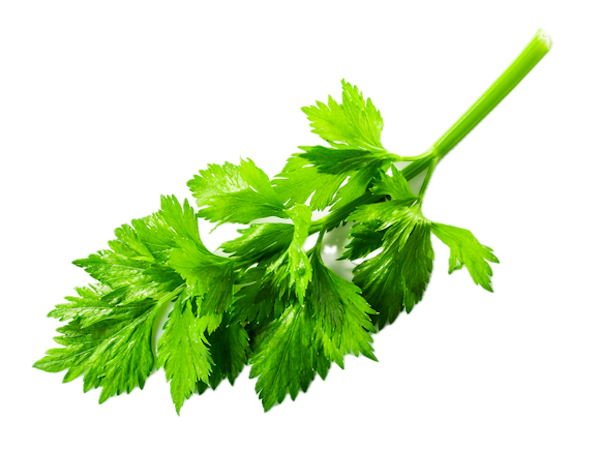 Ajmoda Beej Plant leaves