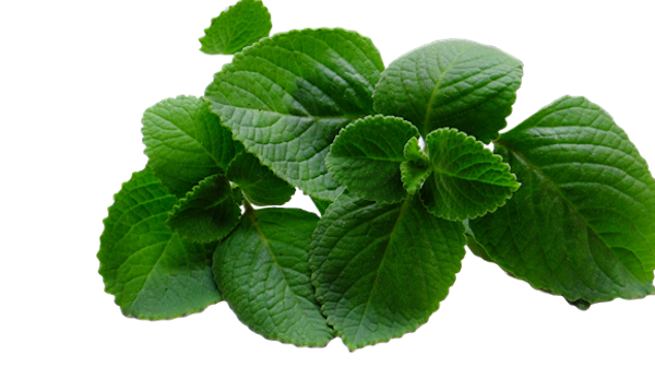Leaves of Ajwain plant