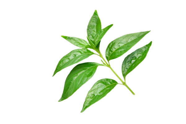 Leaves of Kalmegh plant