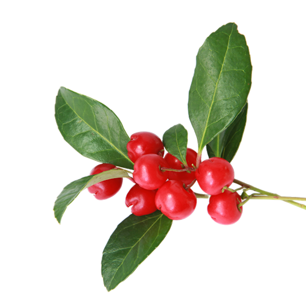 Wintergreen Berry