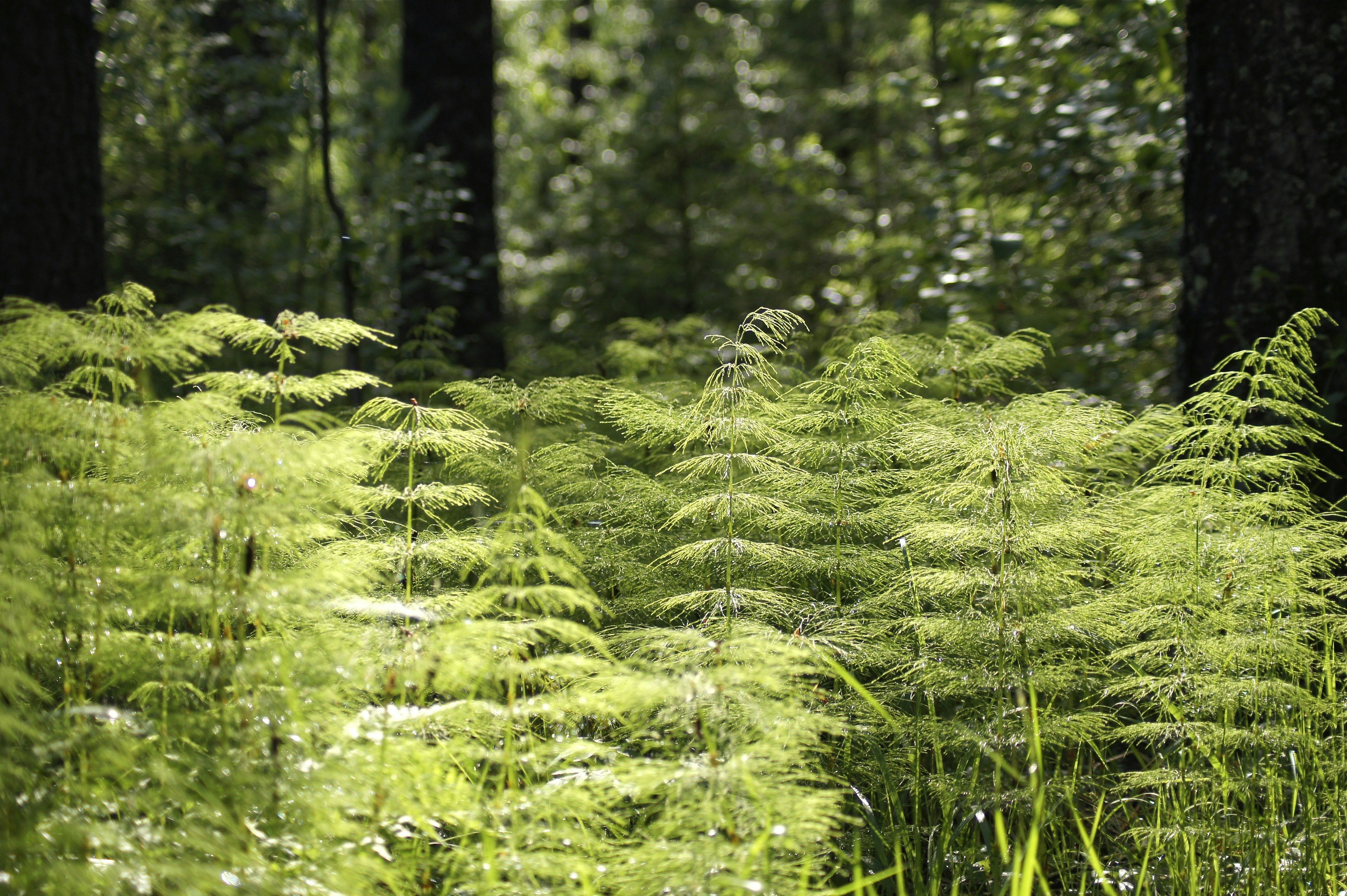 Foresta per loveco loveco immagine foresta