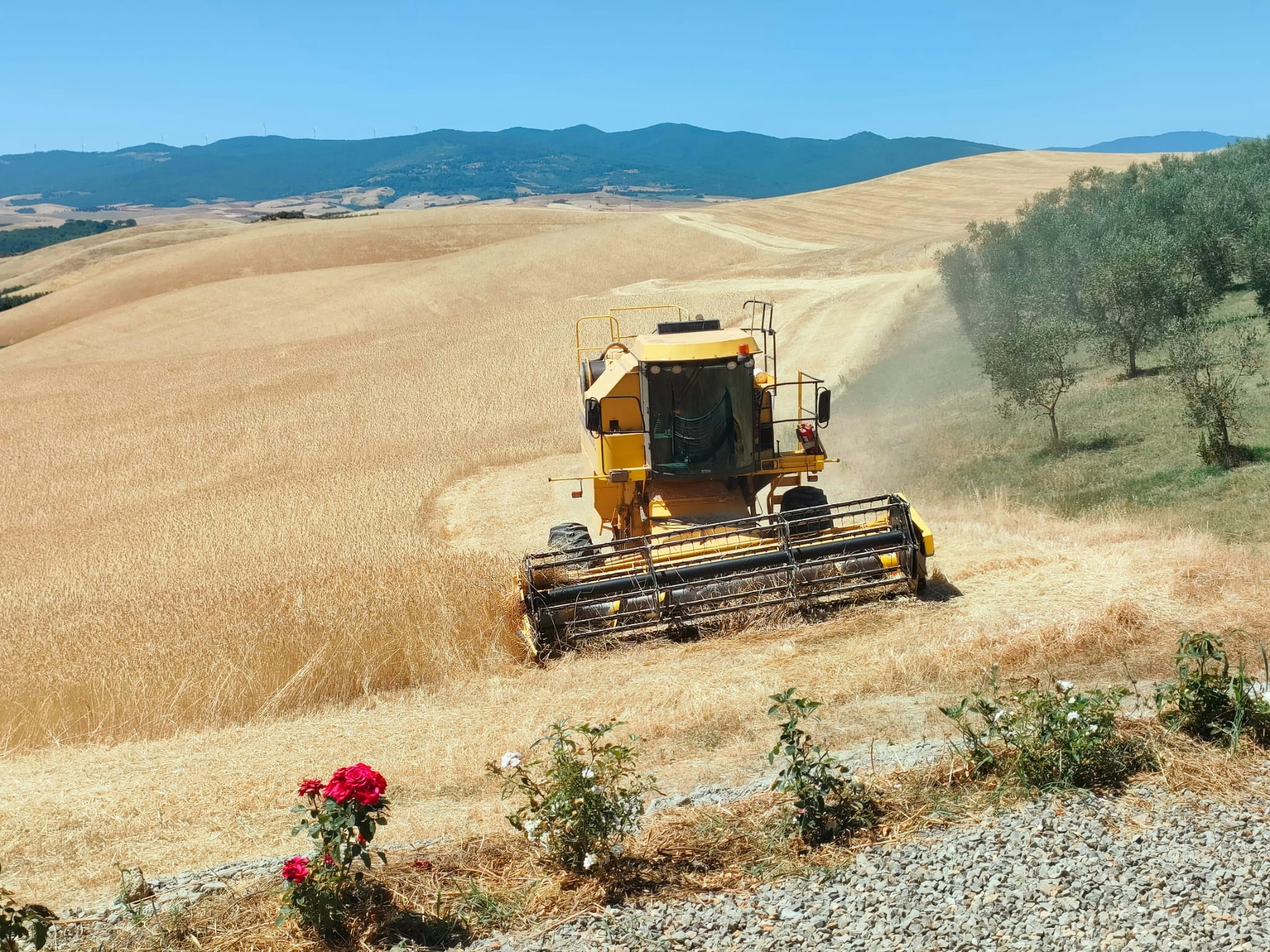 Birrificio agricolo poggio rosso sito web immagine cover progetto sito web birrificio poggio rosso