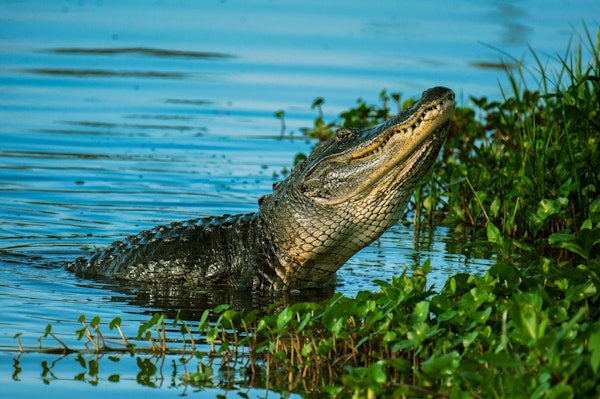 Road trip in the Sunshine State: the best stops