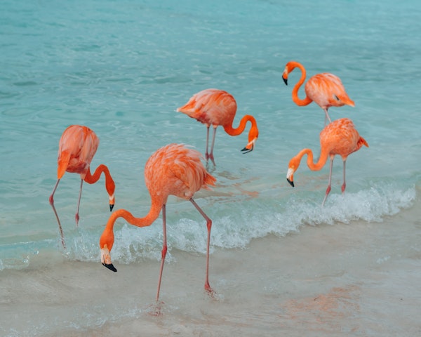 Reasons to visit Aruba 