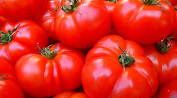 Up close photo of red tomatoes