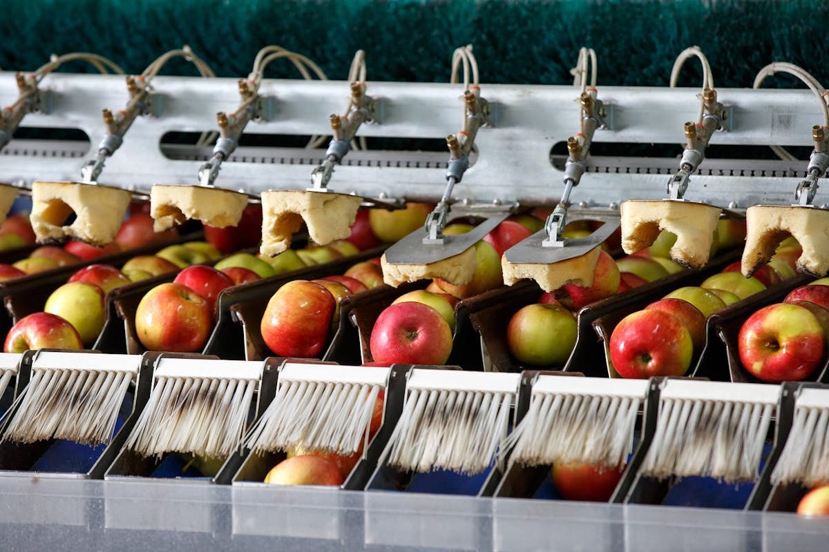Apples cleaned on assembly line