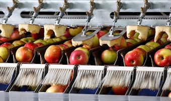 Customer Success Story: How Chelan Fruit Boosted Food Safety, Compliance & Productivity with a Paperless System