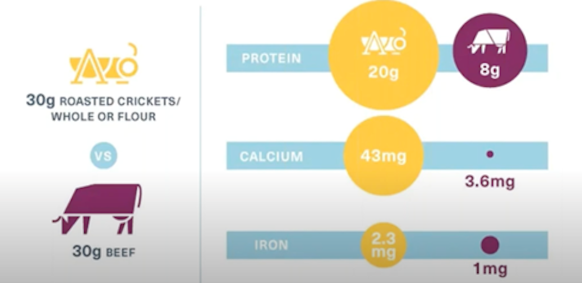 Infographic that breaks shows 20g of cricket equals 8g of beef in terms of protein.