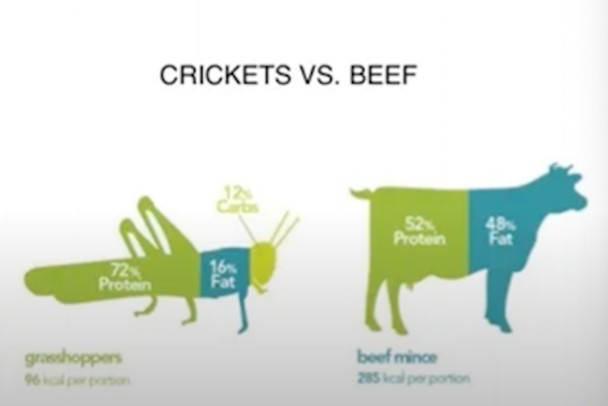 Infographic that breaks shows grasshoppers are 72% protein while beef is 52%.