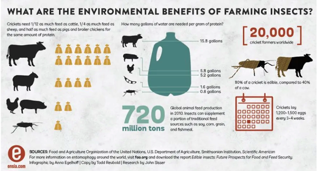 Infographic makes clear that farming insects requires less water than beef, sheep, pork, and poultry.