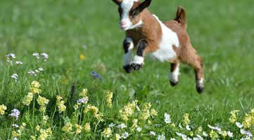 baby goat frolicking in field